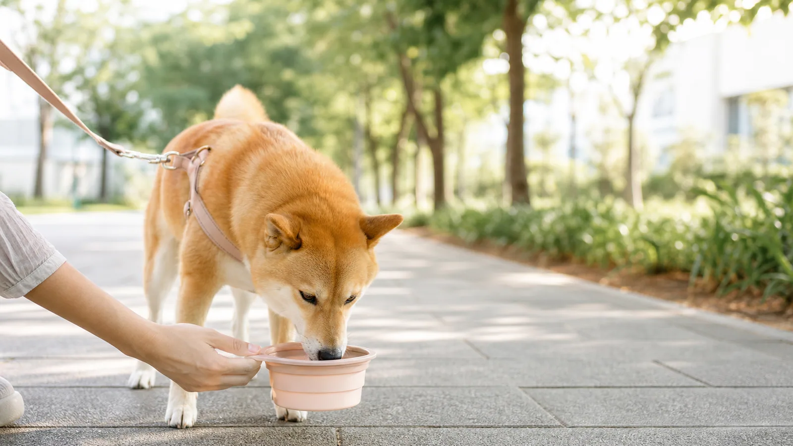 夏天帶狗散步怎麼避熱?出門前先看三件事